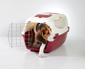 Beagle