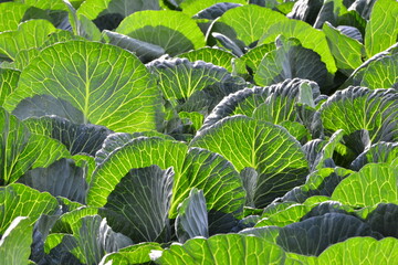 Green fresh cabbage leafs with backlight in the farm field.