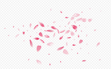 Pink Peach Vector Transparent Background. Cherry