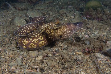 Common moray (Muraena helena) in Mediterranean Sea