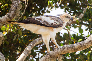A white changeable Hawk-eagle on a branch in Yala