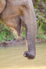 Mom and calf Asiatic Elephant playing in a water hole in Yala, Sri Lanka