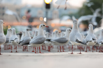 Sea Gulls in Dubai UAE