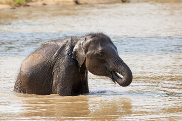 Mom and calf Asiatic Elephant playing in a water hole in Yala, Sri Lanka