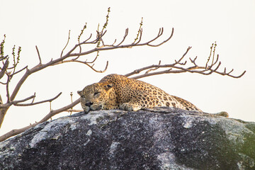 Asiatic Leopard sitting on top of a large granite rock