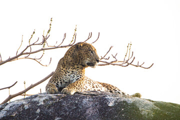 Asiatic Leopard sitting on top of a large granite rock