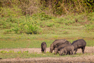 Wild pig family forage near a waterhole in Yala national park