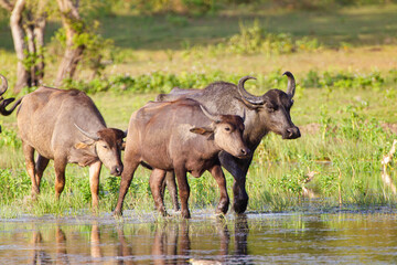 Herd of Asiatic buffalo at a waterhole in Yala, Sri Lanka