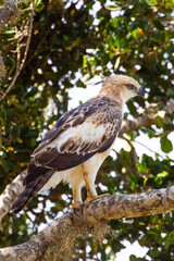 A white changeable Hawk-eagle on a branch in Yala