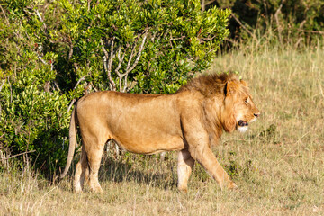 Walking male lion in the bushes on the African savannah in the Masai Mara reserve