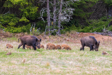 Wild boar sow with piglets by the forest