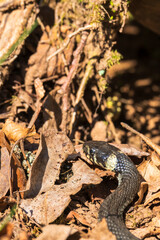 Close up at a Grass snake that creep on old leaves