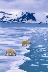 Foto op Canvas Arctic landscape with two Polar bears on the ice in a fjord at Svalbard © Lars Johansson