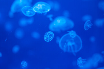Beautiful jellyfish in the neon light in aquarium, nature background