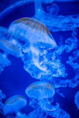 Fototapeta na wymiar Beautiful jellyfish in the neon light in aquarium, nature background