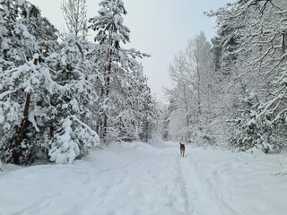 Dog running in the winter forest