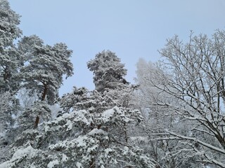 trees in snow