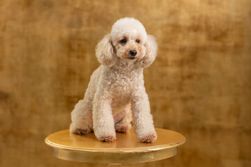 Cute and joyful purebred toy poodle sits on retro vintage table