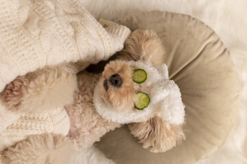 cool funny poodle dog resting and relaxing in spa wellness salon center, cucumbers on the eyes