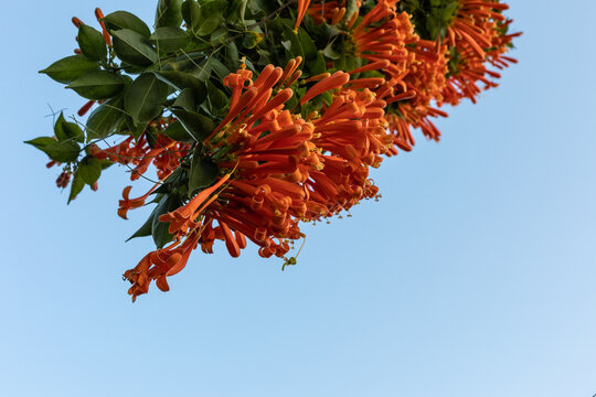 beatiful orange flowers of pyrostegia venusta with light blue sky background