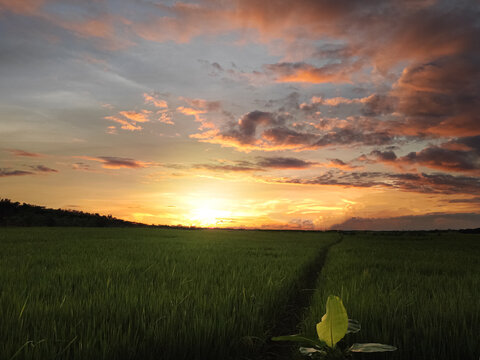 Sunset with a vibrant and colorful sky over the paddy field