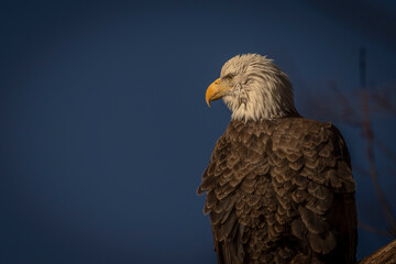 Portrait of a female Bald Eagle