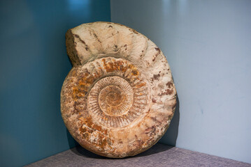 A close-up of an ancient ammonite fossil
