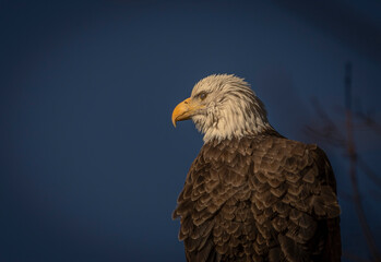 Portrait of a female Bald Eagle