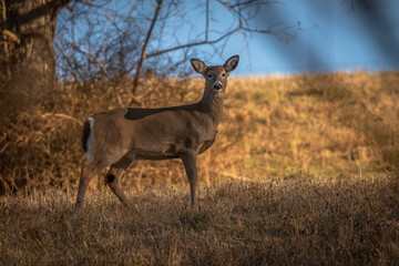 White-tailed Doe pauses in a field