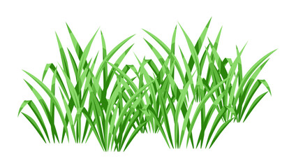 Background with green grass. Beautiful decorative summer lawn.