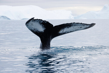 Ballena sumergiéndose entre icebergs