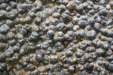 Close-up of dense dinosaur egg fossils