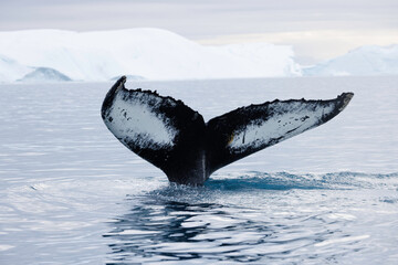 Ballena sumergiéndose entre icebergs © Néstor Rodan