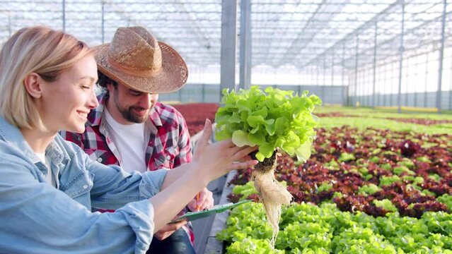 Side-view of attractive young woman gardener picking up plant looking at roots with handsome man working in greenhouse. Two professional agricultural workers caring about nature growing.