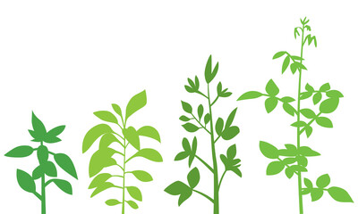 green plant isolated on white background