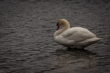 Mute Swan preens while standing in the water
