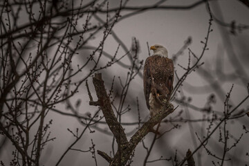 Bald Eagle perched on a dead tree branch during a snow shower
