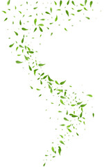 Olive Leaf Spring Vector White Background