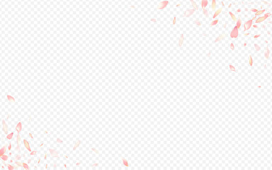 Pink Cherry Vector Transparent Background. Lotus