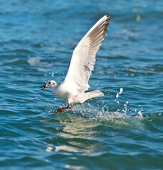 Fototapeta na wymiar A seagull with a caught fish in flight over the water.