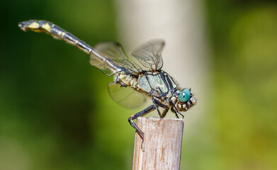 dragonfly on a branch