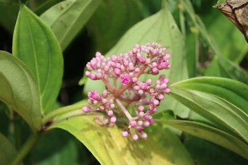 Cambodia. Pseuderanthemum is a genus of plants in family Acanthaceae with a pantropical distribution.