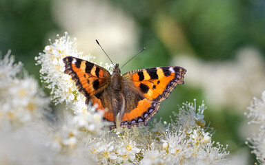 A butterfly on a flower