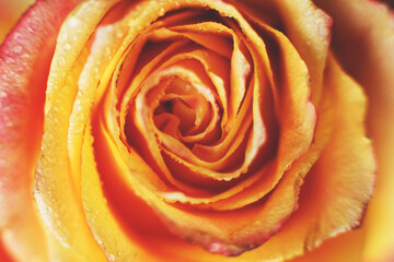 red and yellow rose with drops og water close-up. flower background