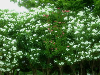 夾竹桃の花