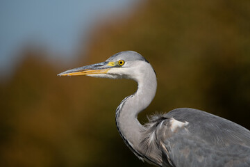 Un héron cendré de profil © shocky