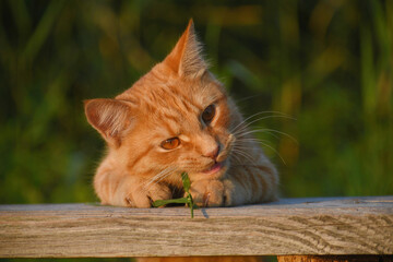 A domestic cat eats grass while standing with its front paws on a bench on a summer day. Red tomcat outdoors closeup, front view. 