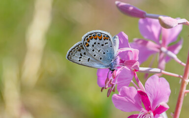 A butterfly on a flower