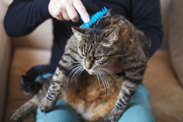 a man combs the fur of his pet gray cat with brush