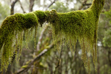 Close up shot of moss on old growth tree